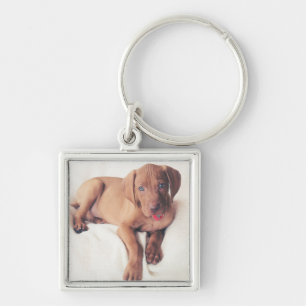 Porte-clés Chiot de Vizsla de Hongrois