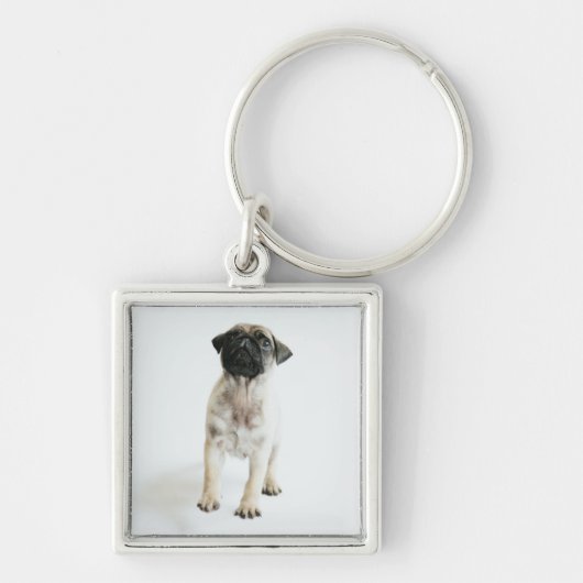 Porte-clés Chiot mignon de carlin (Devant)