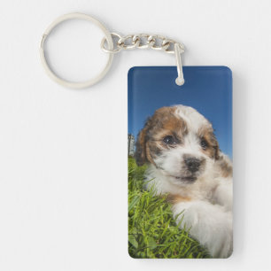 Porte-clés Chiot mignon (Shitzu)