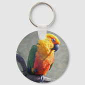 Porte-clés Clavier Jenday Conure (Recto)