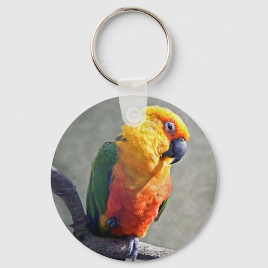 Porte-clés Clavier Jenday Conure (Recto)