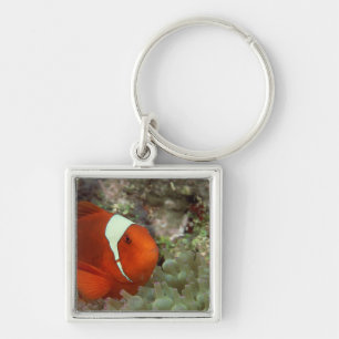 Porte-clés Clownfish 2