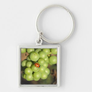 Porte-clés Coccinelle en gros plan sur des raisins verts Pino