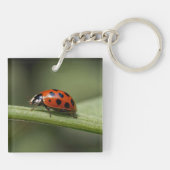 Porte-clés Coccinelle Insecte (Dos)