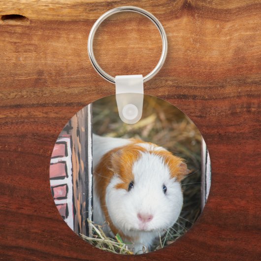 Porte-clés Cochon de Guinée (Recto)