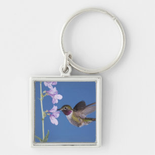 Porte-clés Colibri à queue large, Selasphorus