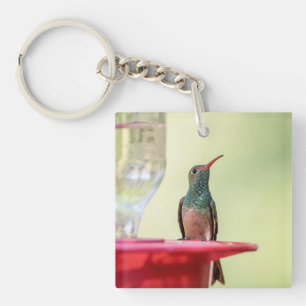 Porte-clés Colibri à ventre cassé au Texas