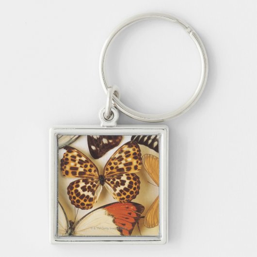 Porte-clés Collection de papillon (Devant)
