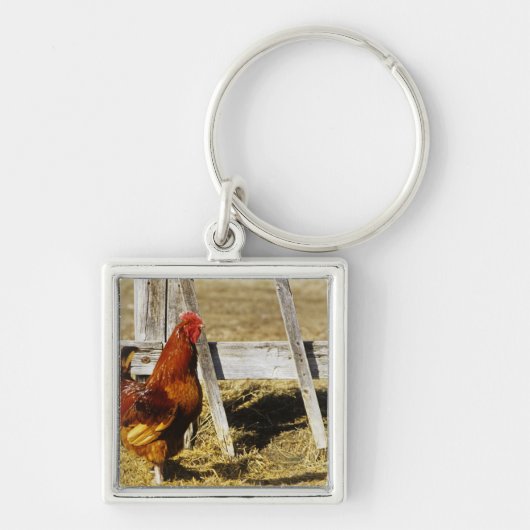 Porte-clés Coq Rhode Island Red (Devant)
