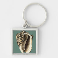 Coque conique turquoise