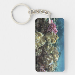 Porte-clés Corail, récif d'Agincourt, Grande Barrière de cora