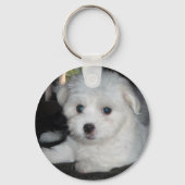 Porte-clés Coton De Tulear (Recto)
