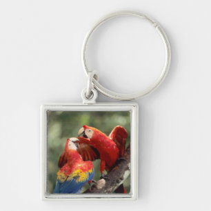 Porte-clés Couple d'Ara rouge