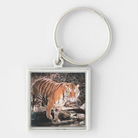 Porte-clés Courant de croisement de tigre (Devant)