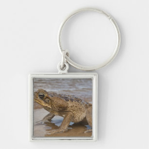 Porte-clés Crain de cane Rhinella marina, précédemment Bufo