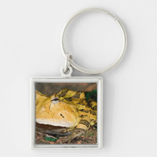 Porte-clés Crapaud cornu du Brésil, Ceratophrys cornuta, 3