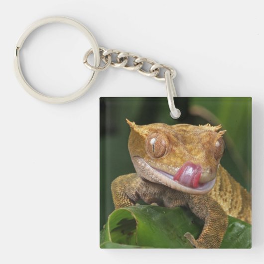 Porte-clés Crested Gecko (Devant)