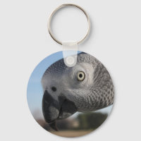 Curieux perroquet gris du Congo