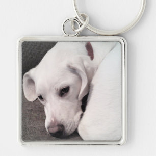 Porte-clés Cute White Lazy Labrador Retriever Mix Chien Keych