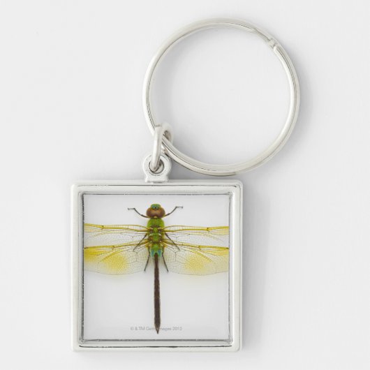 Porte-clés Darner vert (junius d'Anax) sur l'arrière - plan (Devant)