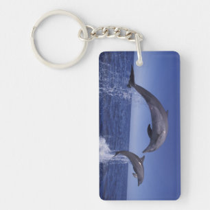 Porte-clés dauphins à gros nez des Caraïbes