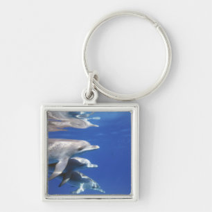 Porte-clés dauphins tachetés de l'Atlantique. Bimini, Bahamas