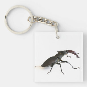 Porte-clés Dendroctone du pin