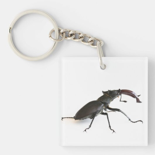Porte-clés Dendroctone du pin (Devant)
