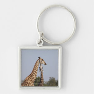 Porte-clés Deux girafe, parc national de Kruger, Afrique du