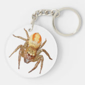 Porte-clés Dimorphic Jumping Spider (Maevia inclemens) (Dos)