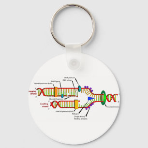 Porte-clés DNA replication