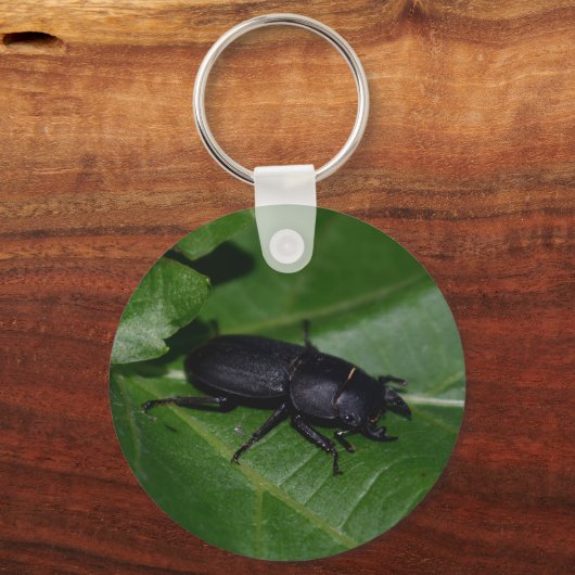 Porte-clés Dorcus parallelipipedus, le moindre dendroctone du (Recto)