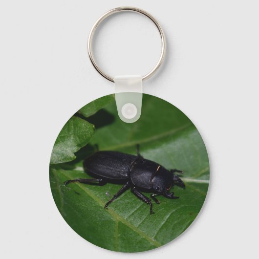 Porte-clés Dorcus parallelipipedus, le moindre dendroctone du (Verso)