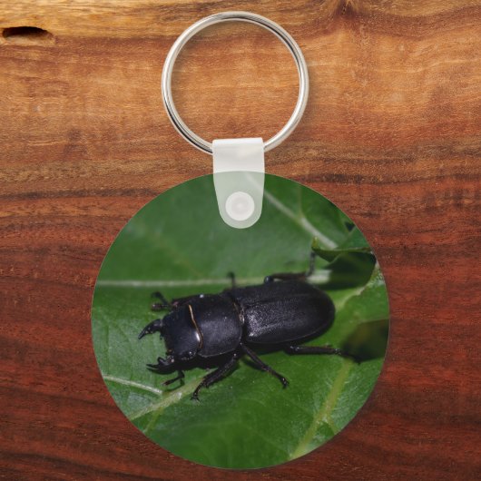 Porte-clés Dorcus parallelipipedus, le moindre dendroctone du (Verso)