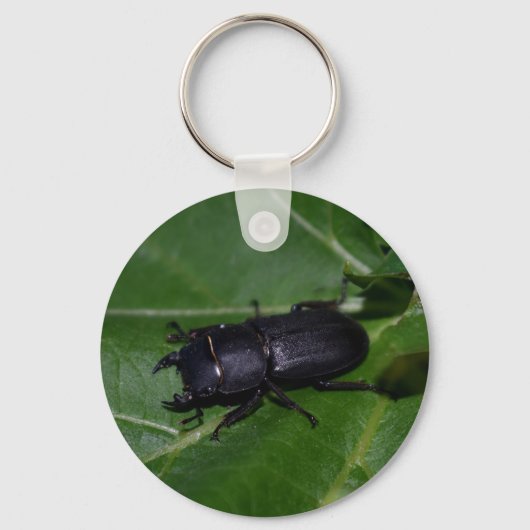 Porte-clés Dorcus parallelipipedus, le moindre dendroctone du (Verso)