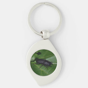 Porte-clés Dorcus parallelipipedus, le moindre dendroctone du