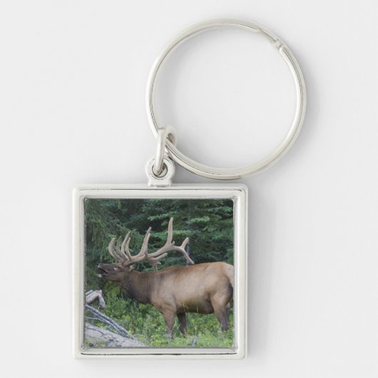 Porte-clés Élan bugling dans le parc national de Banff, Canad (Devant)