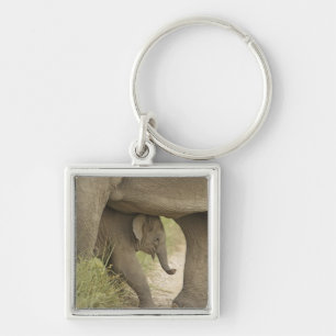 Porte-clés Éléphant indien / asiatique et jeune, Corbett