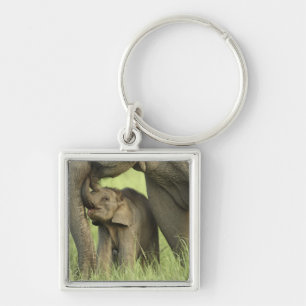 Porte-clés Éléphant indien / asiatique et jeune, Corbett 2
