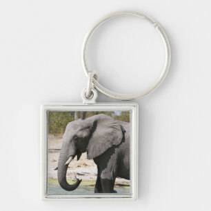 Porte-clés Éléphant (Loxodonta africana), chenal Savute