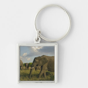 Porte-clés Éléphants d'Afrique paissant, Loxodonta africana,