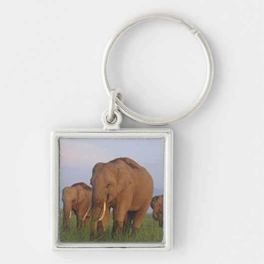 Porte-clés Éléphants indiens dans la prairie (Devant)