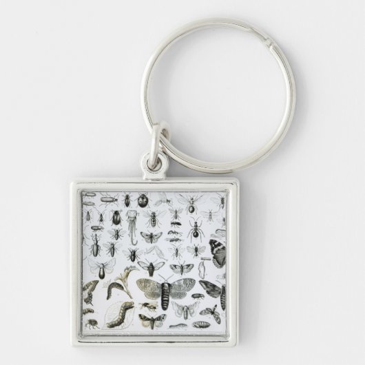 Porte-clés Entomologie (Devant)