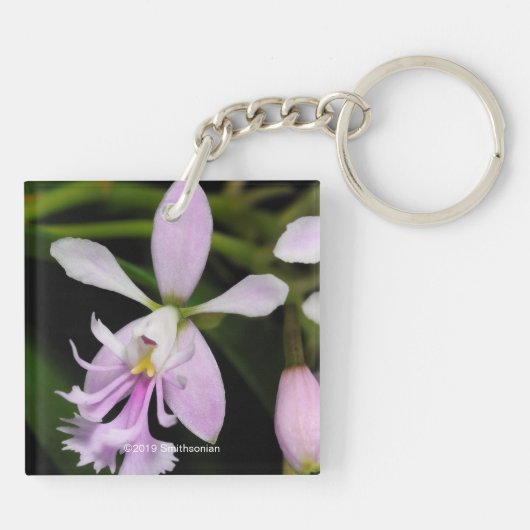 Porte-clés Epidendrum caligarium (Dos)