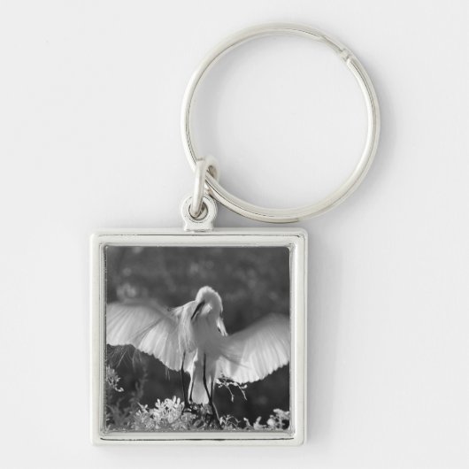 Porte-clés États-Unis, Floride, Grande Aigrette (Ardea alba) (Devant)