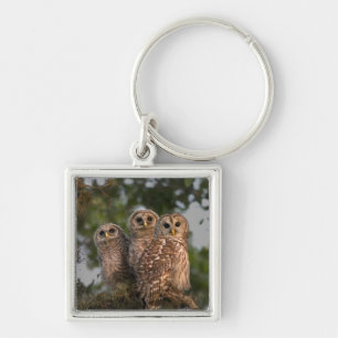 Porte-clés Etats-Unis, Floride, Zones Humides de Viera. Trois