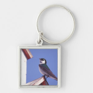 Porte-clés États-Unis, Oregon. Hirondelle à face blanche Tach