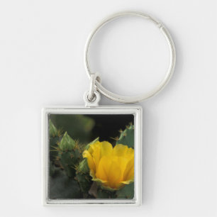 Porte-clés États-Unis, Texas, Cactus d'opuntia en fleurs.