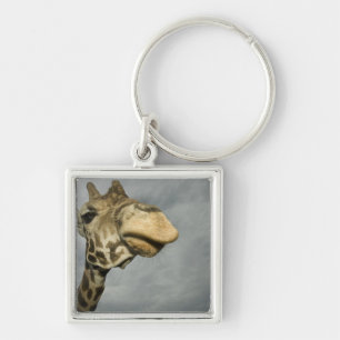 Porte-clés États-Unis, Texas, Fossil Rim Wildlife Area, giraf