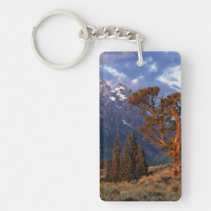 Porte-clés États-Unis, Wyoming, Grand Teton NP. Un cèdre soli